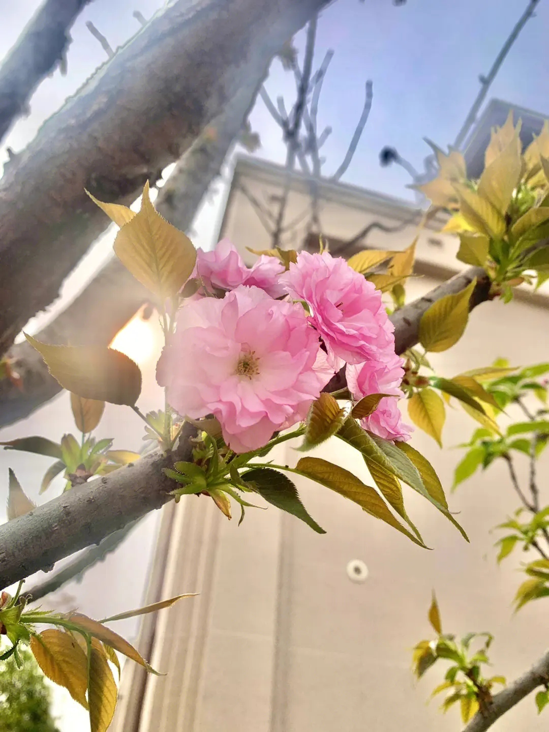 農(nóng)藥原藥價格指數(shù)2023年3月第四周