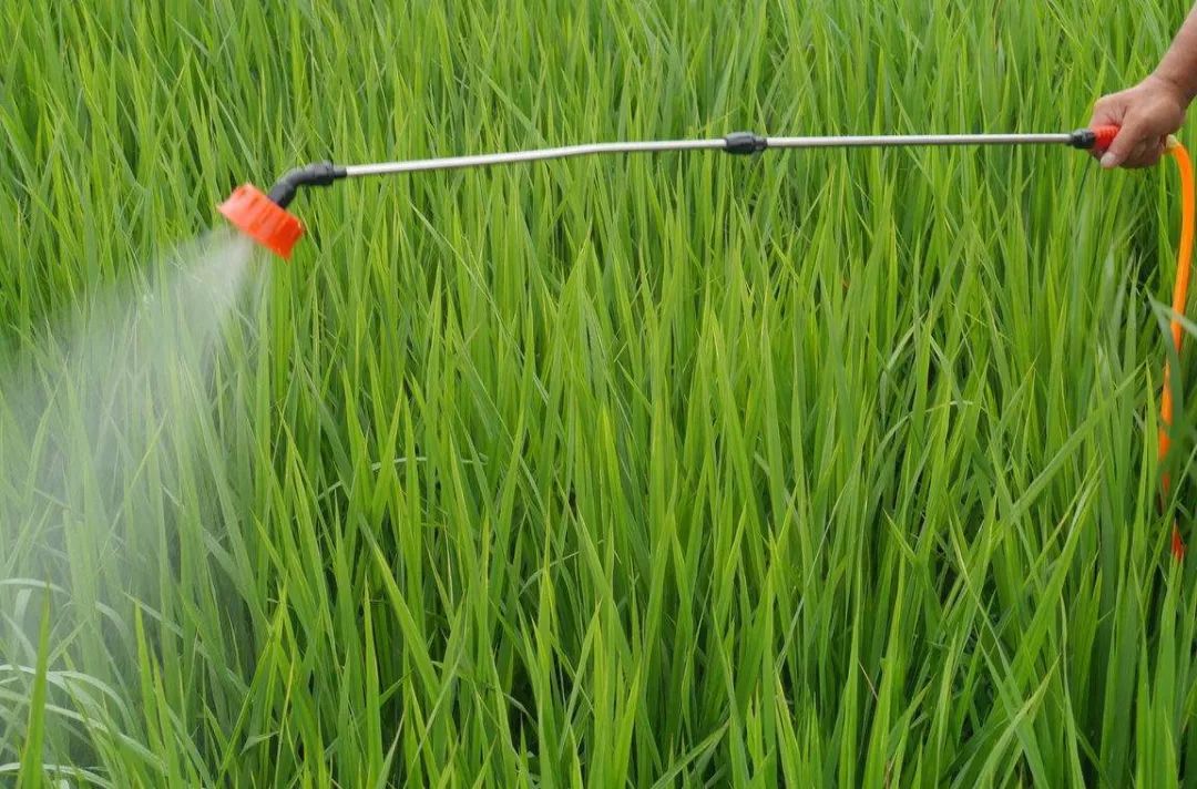 2 (2).jpeg 2 (2).jpeg